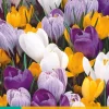 ohgreen 10 crocus grootbloemig mix