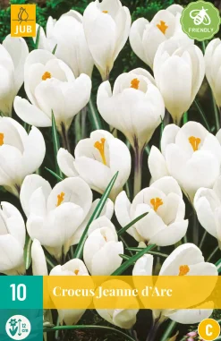 ohgreen 10 crocus jeanne d'arc