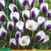 ohgreen 15 crocus prins claus