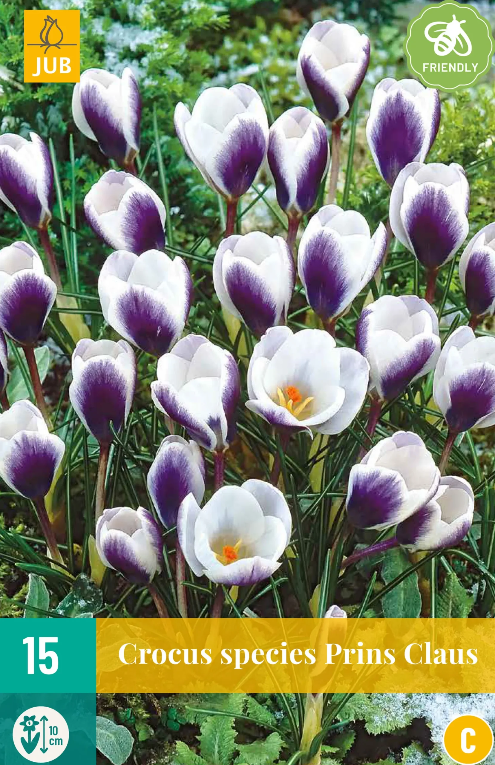 ohgreen 15 crocus prins claus