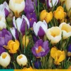 ohgreen 20 crocus species mix