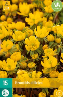 ohgreen 15 eranthis cilicica