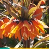 ohgreen 1 fritillaria imp. sunset