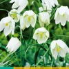 ohgreen 10 fritillaria meleagris alba