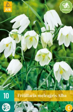 ohgreen 10 fritillaria meleagris alba