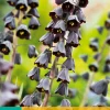 ohgreen 1 fritillaria persica