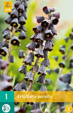 ohgreen 1 fritillaria persica