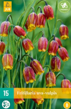 ohgreen 15 fritillaria uva-vulpis