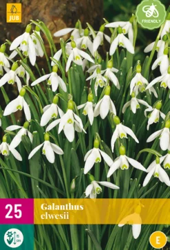 ohgreen 25 galanthus elwesii
