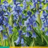 ohgreen 10 hyacinthoides hisp. blauw