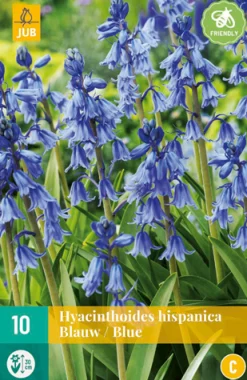 ohgreen 10 hyacinthoides hisp. blauw