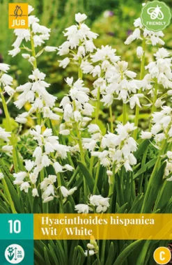ohgreen 10 hyacinthoides hisp. wit