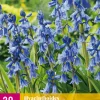 ohgreen 20 hyacinthoides non-scripta