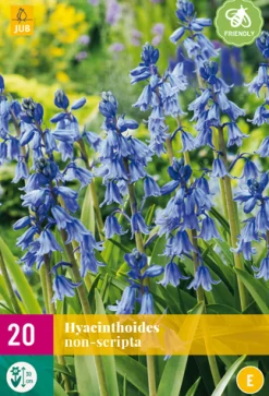 ohgreen 20 hyacinthoides non-scripta