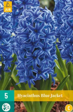 ohgreen 5 hyacinthus blue jacket