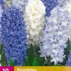 ohgreen 10 hyacinthus blue water mix