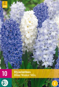 ohgreen 10 hyacinthus blue water mix