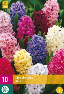 ohgreen 10 hyacinthus mix