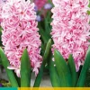 ohgreen 5 hyacinthus pink surprise