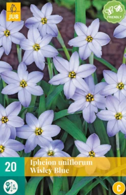ohgreen 20 ipheion un. wisley blue