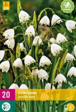 ohgreen 20 leucojum aestivum