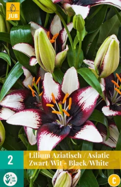 ohgreen 2 lilium aziatisch zwart-wit