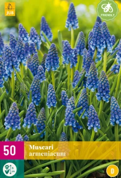 ohgreen 50 muscari armeniacum
