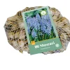 ohgreen 100 muscari armeniacum