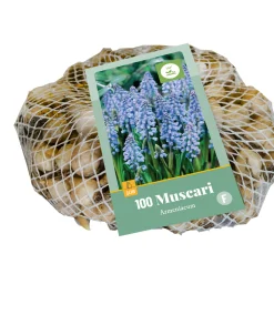 ohgreen 100 muscari armeniacum