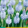 ohgreen 10 muscari azureum