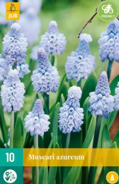 ohgreen 10 muscari azureum