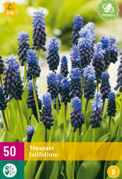 ohgreen 50 muscari latifolium