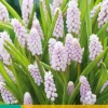 ohgreen 3 muscari pink sunrise