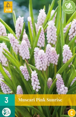 ohgreen 3 muscari pink sunrise