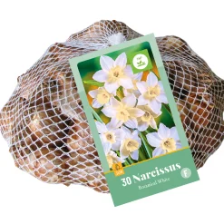 ohgreen 30 narcissus botanisch wit