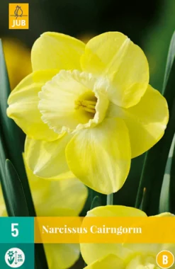 ohgreen 5 narcissus cairngorm