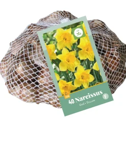 ohgreen 40 narcissus geel