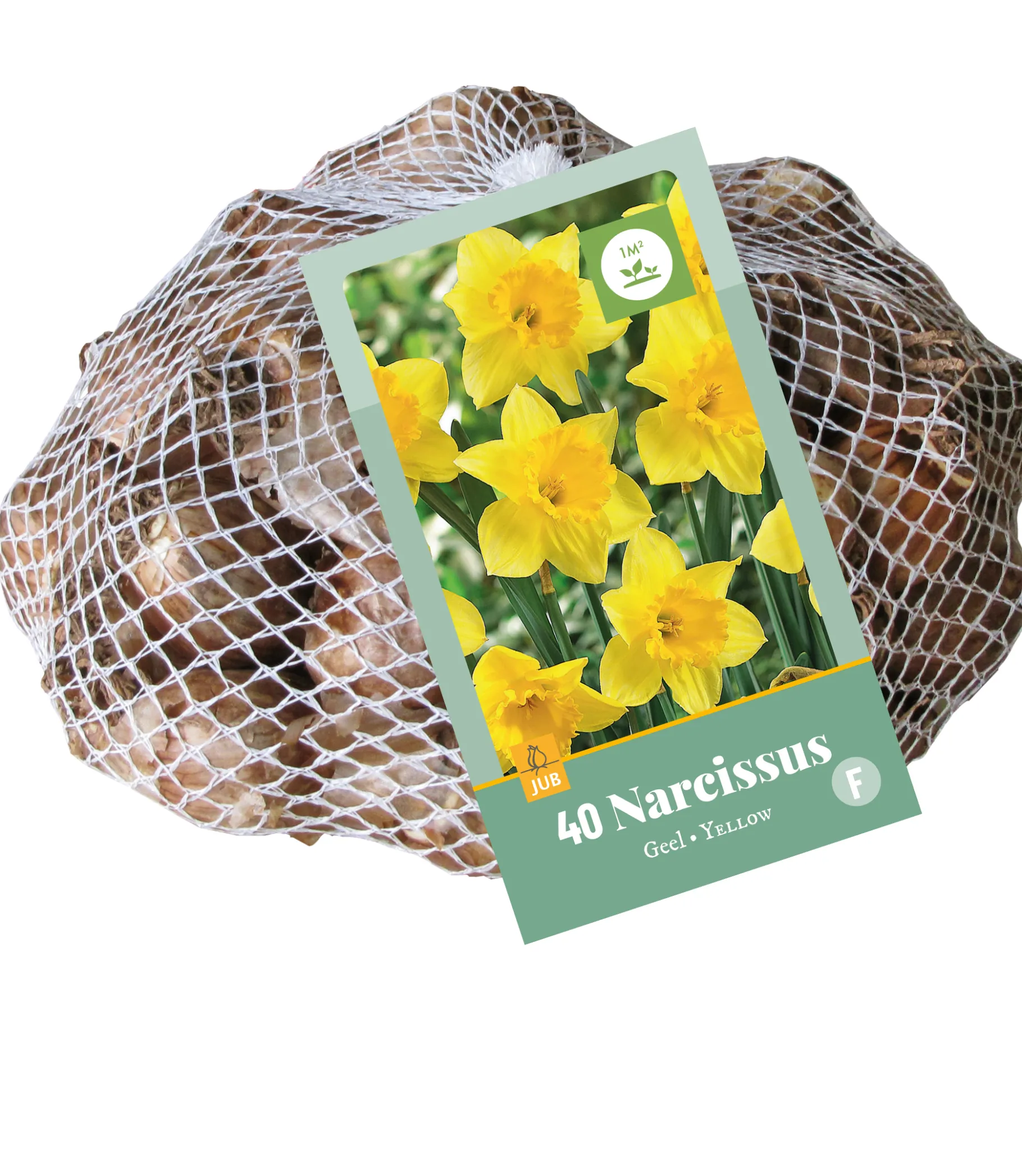 ohgreen 40 narcissus geel