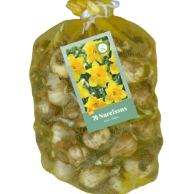 ohgreen 70 narcissus geel
