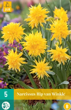 ohgreen 5 narcissus rip van winkle