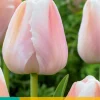 ohgreen 7 tulipa apricot pride