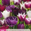 ohgreen 12 tulipa blueberry mix