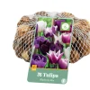 ohgreen 35 tulipa blueberry mix
