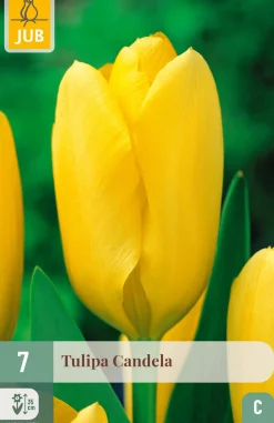 ohgreen 7 tulipa candela