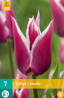 ohgreen 7 tulipa claudia