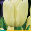 ohgreen 7 tulipa creme fraiche