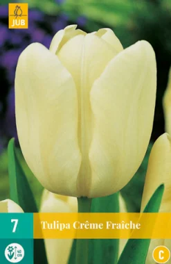 ohgreen 7 tulipa creme fraiche
