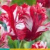 ohgreen 7 tulipa estella rijnveld