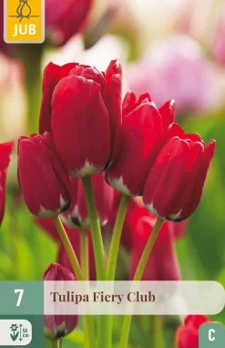 ohgreen 7 tulipa fiery club