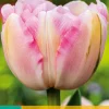 ohgreen 7 tulipa finola
